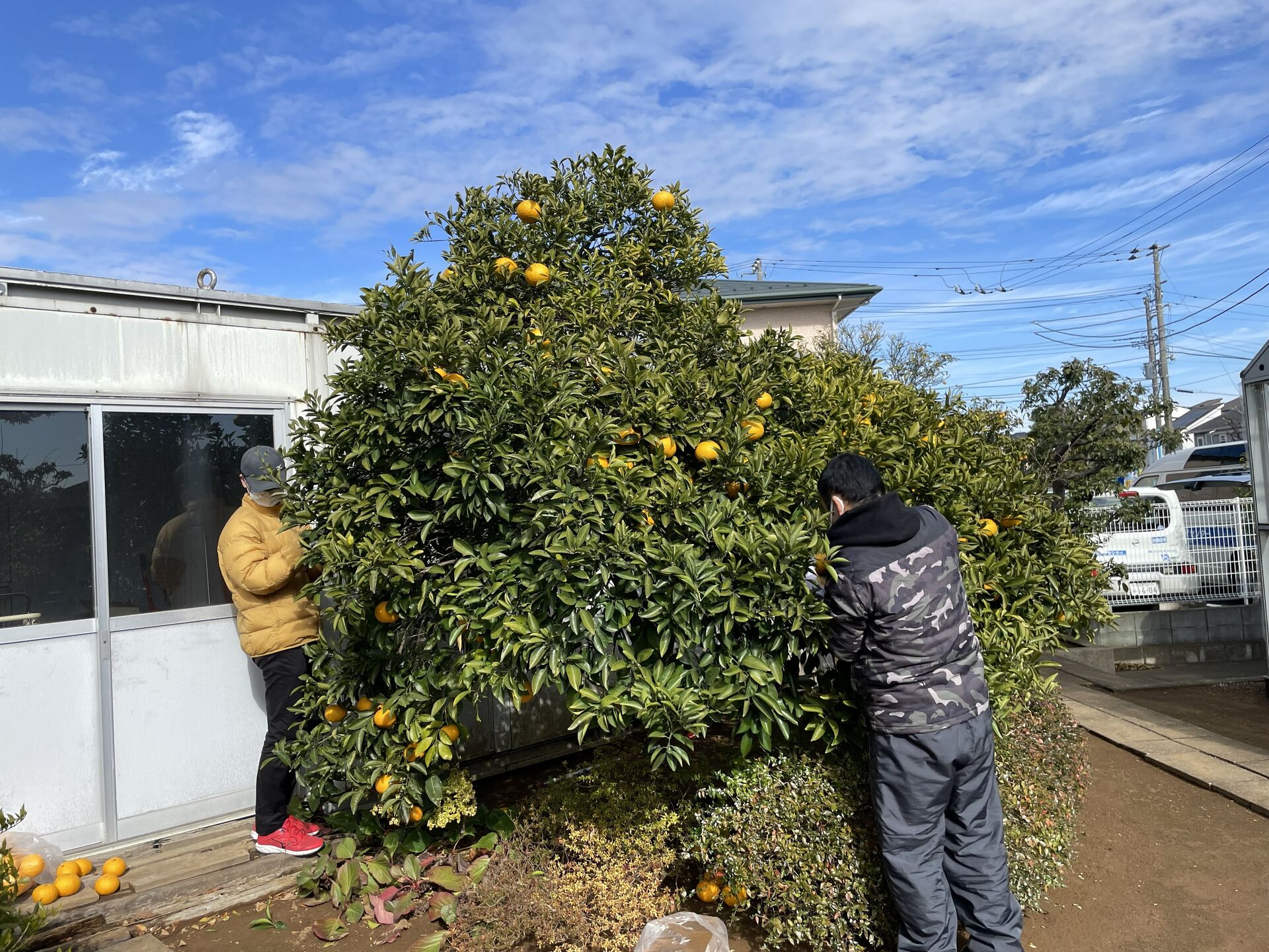 甘夏の収穫作業